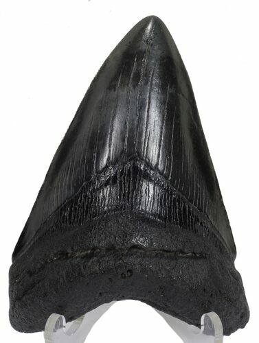 Fossil Lower Megalodon Tooth #57305
